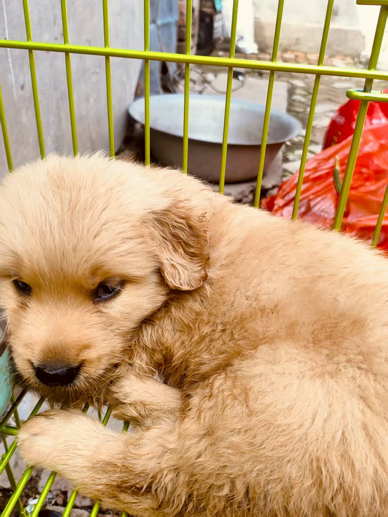 金毛犬！三只，一公两母